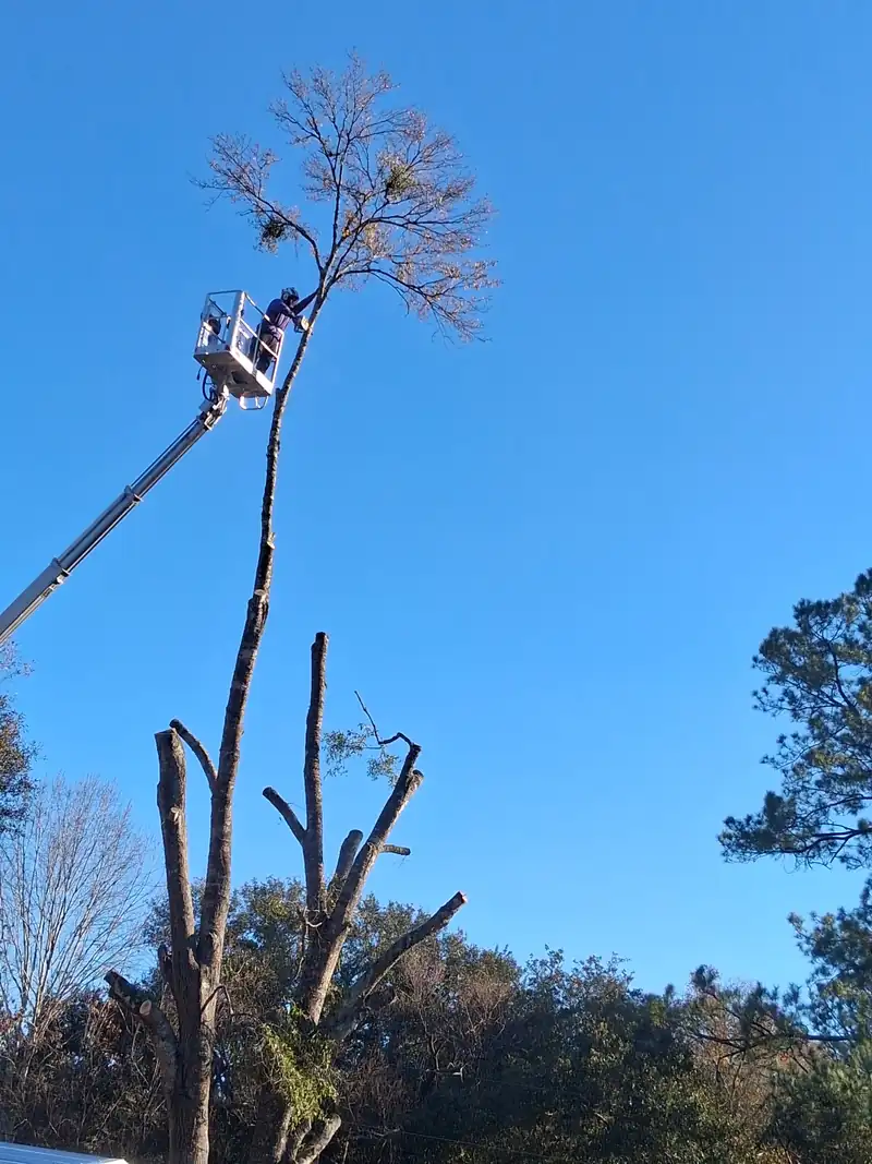 Bucket lift beside a dead pine during a tree removal