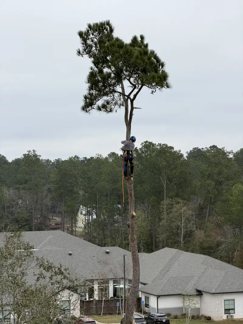 Climber removing a tall pine near homes