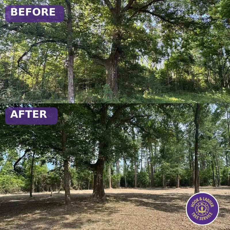 Before and after forestry mulching: thick underbrush cleared to an open wooded lot with mature trees kept