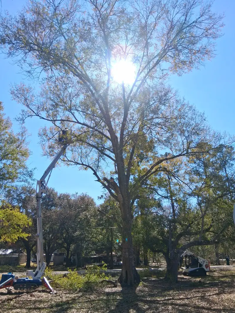 Pruning a large shade tree